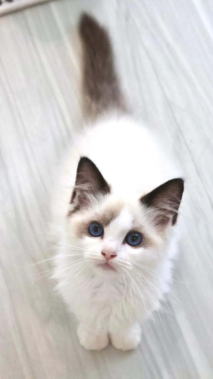seal bicolour ragdoll new zealand