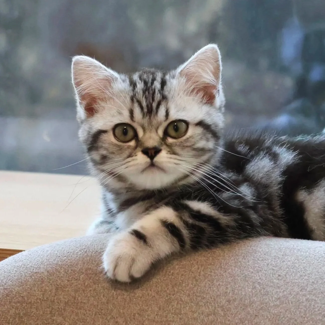 british shorthair silver tabby