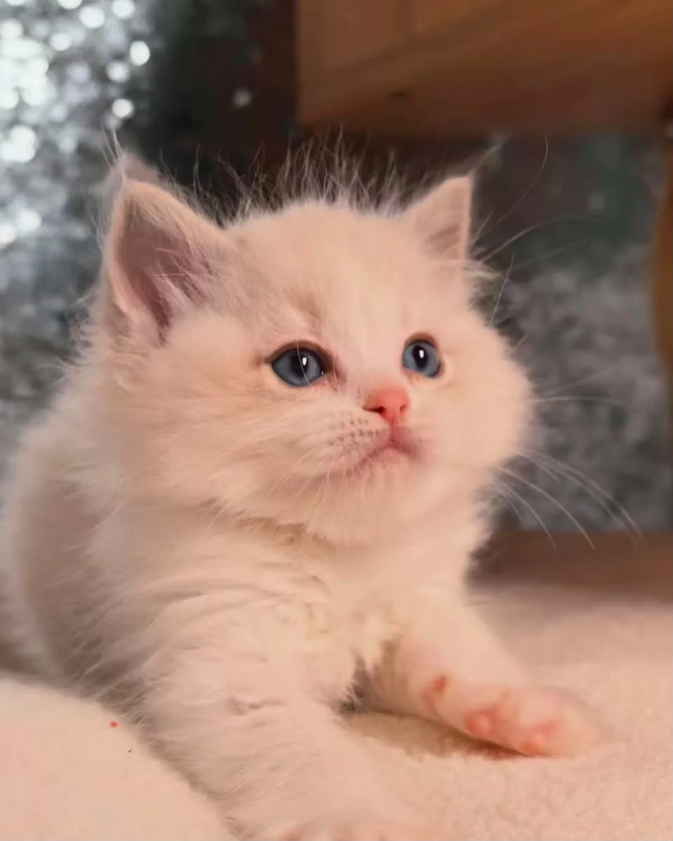 ragdoll blue tabby bicolour new zealand