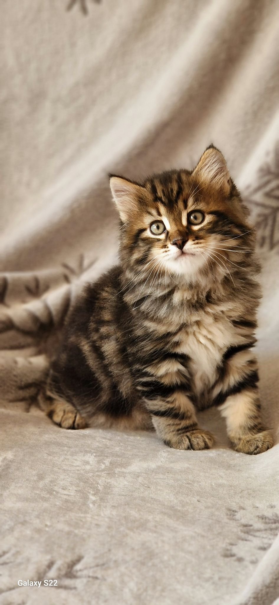 Traditional Siberian Kitten United Kingdom UK Brown Tabby Boy