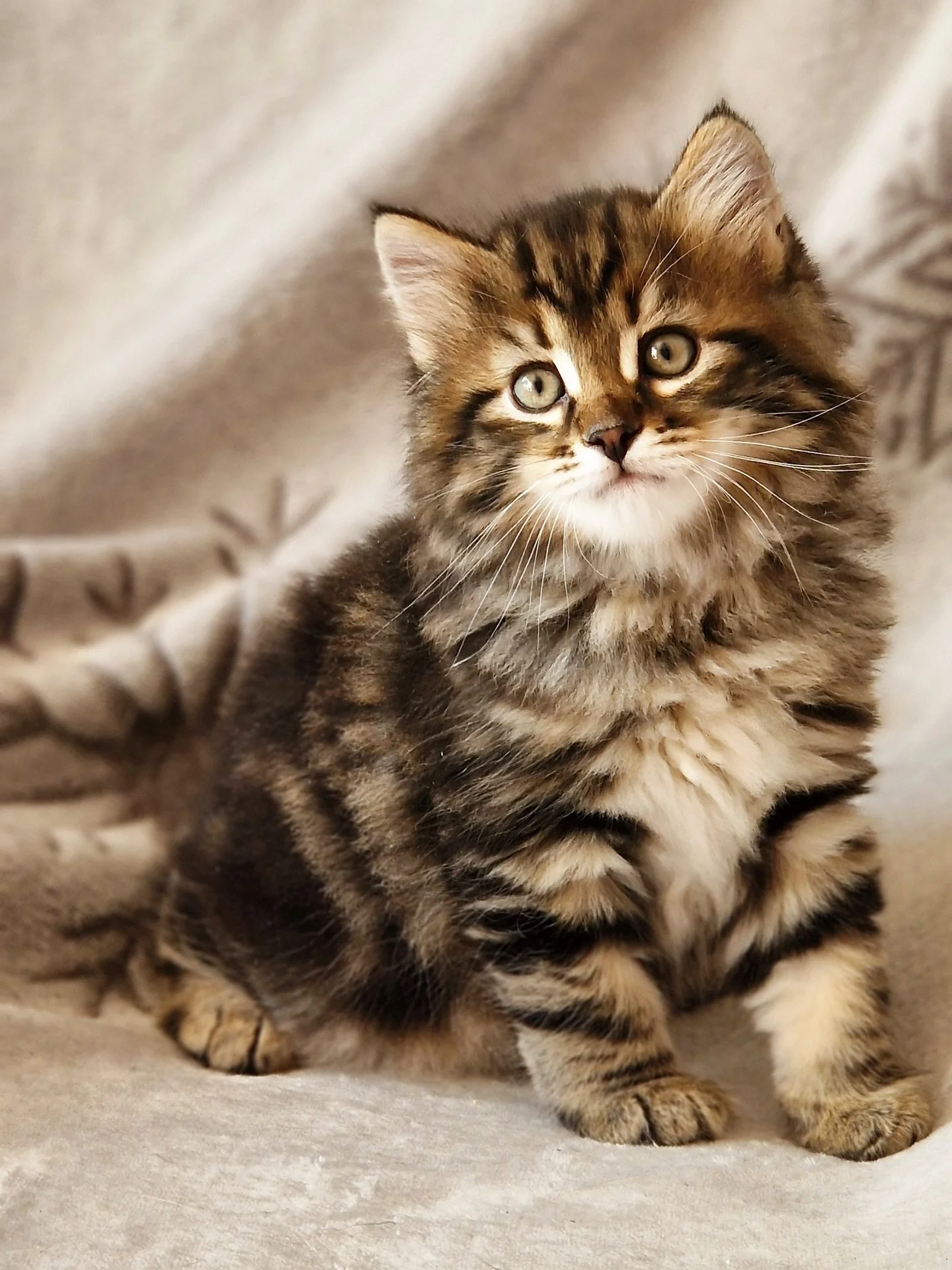 Meet Alexei - Our Traditional Siberian boy striking a regal pose for the camera at 7 weeks old now. Look how much he&rsquo;s grown in just 3 weeks! 🤎

This handsome little gentleman will be arriving in Singapore with his brother this October.

💌 DM