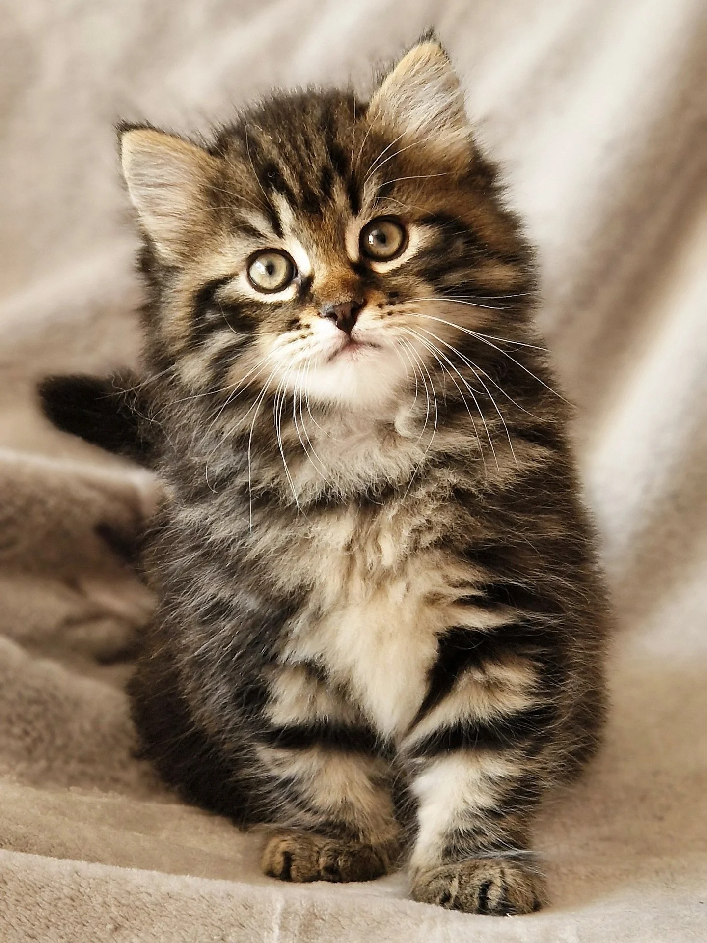 Meet Andrei - Our 7-week old gorgeous traditional Siberian boy with a rich, classic brown tabby coat.

Try to spot the difference between him and his brother, Alexei! (Hint 👀: Look at the markings on his forehead and the stripes on his body).

The b