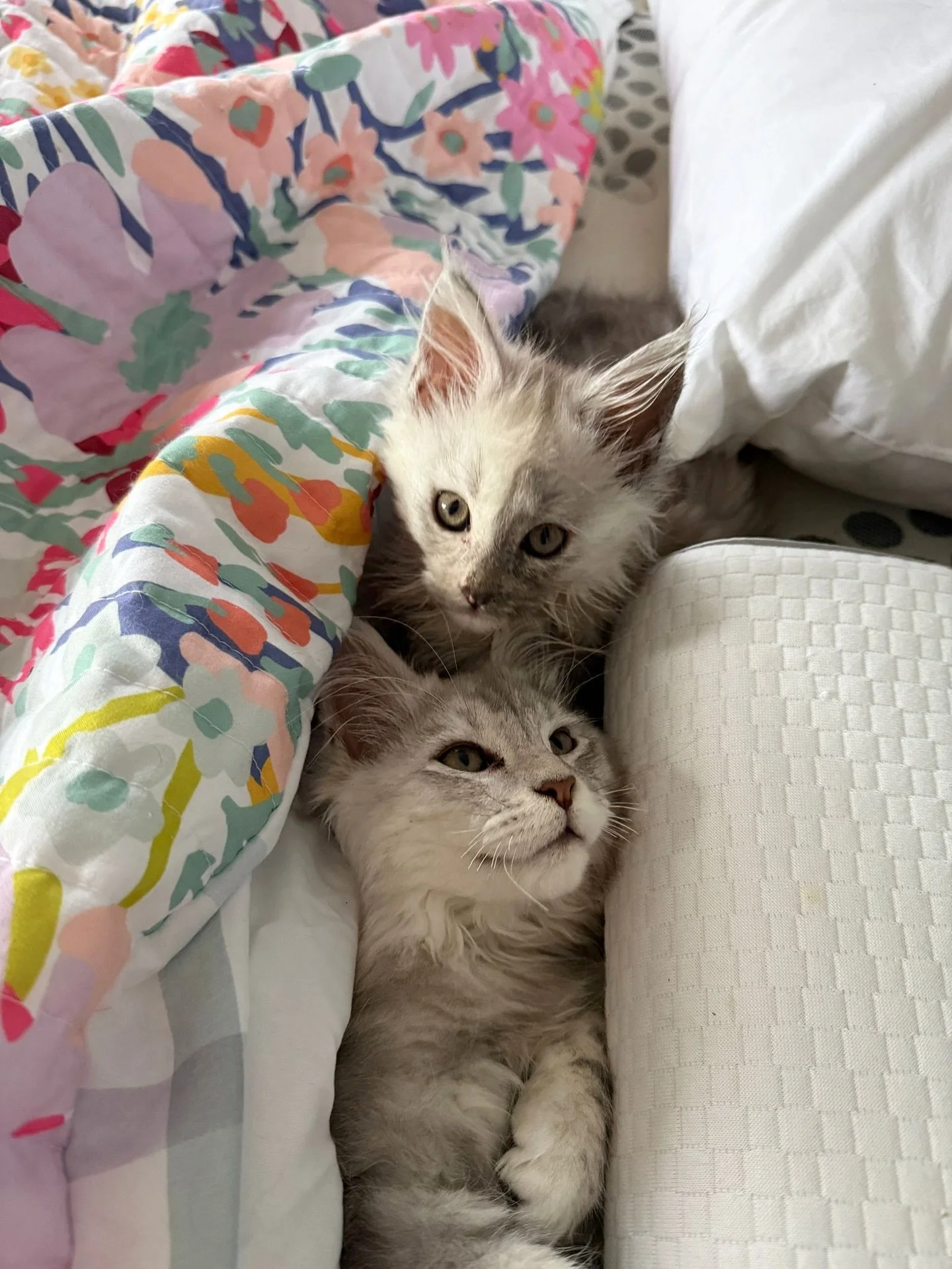 Our breeder shared adorable photos of Frostan and Silvermoon cuddling up together on a lazy afternoon 🥰 

#mainecoonkittens #mainecoon #kittenlove #snuggletime #cosyvibes #thecatscollective 

AVS License: AS25D00018