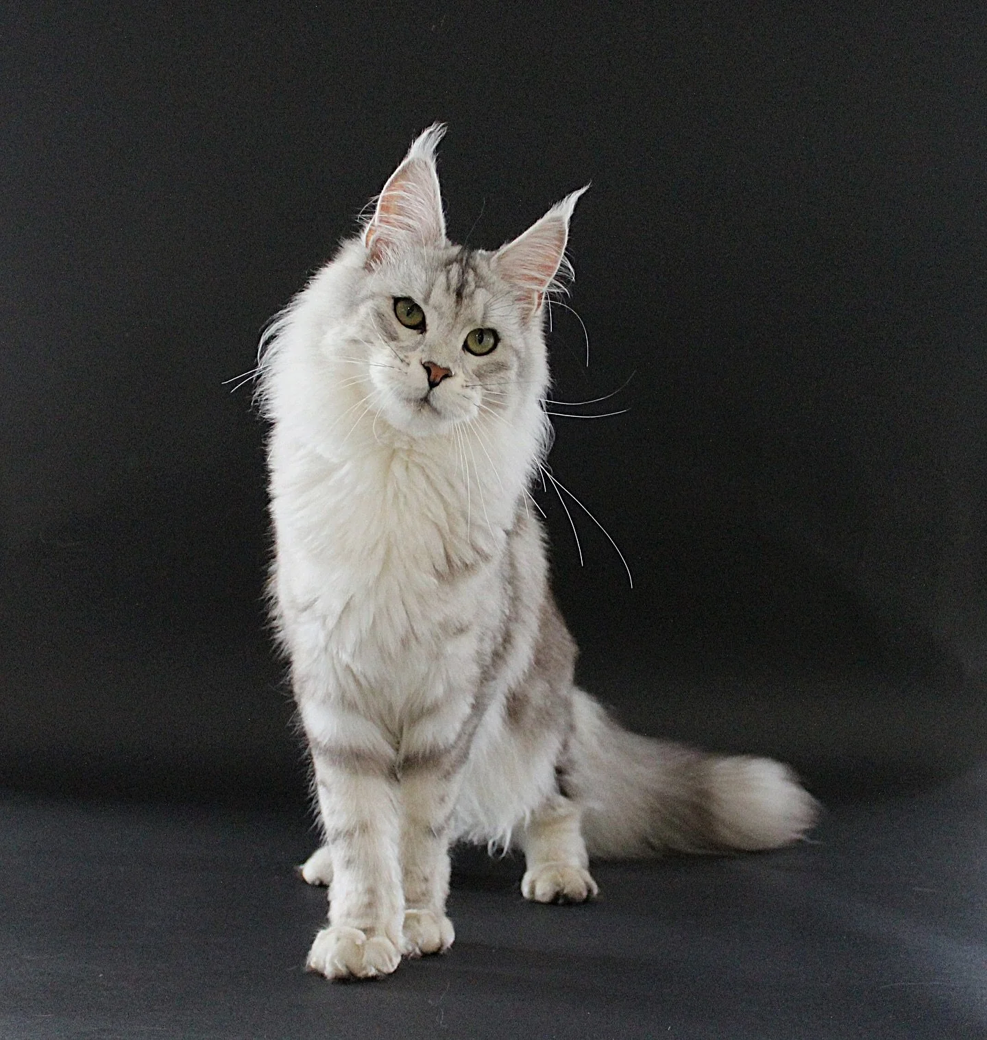 Majestic parents of Frostan, our upcoming Silver Tabby boy 🤍

#mainecoon #mainecooncat #silvertabby #proudpawrents 

AVS License: AS25D00018