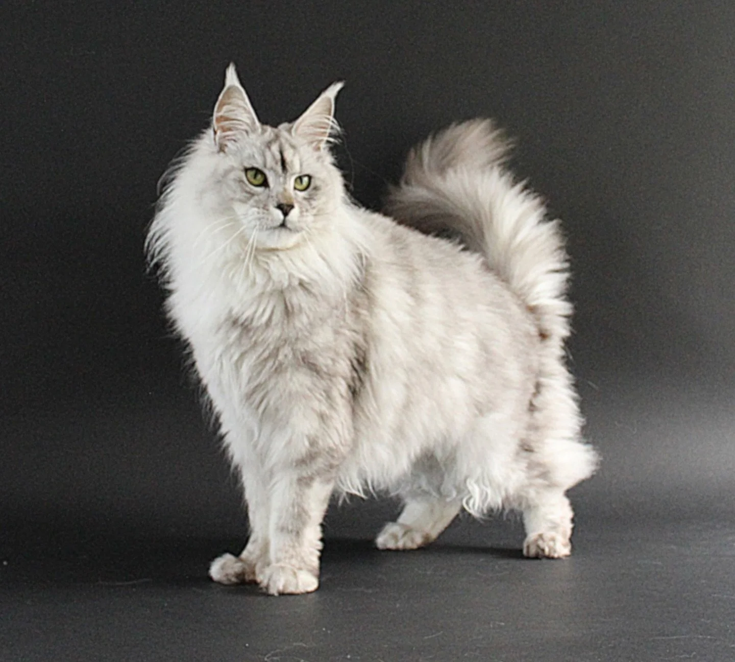 Stunning parents of Silvermoon 🌙 

#mainecoon #mainecooncat #silversmoke #proudpawrents 

AVS License: AS25D00018