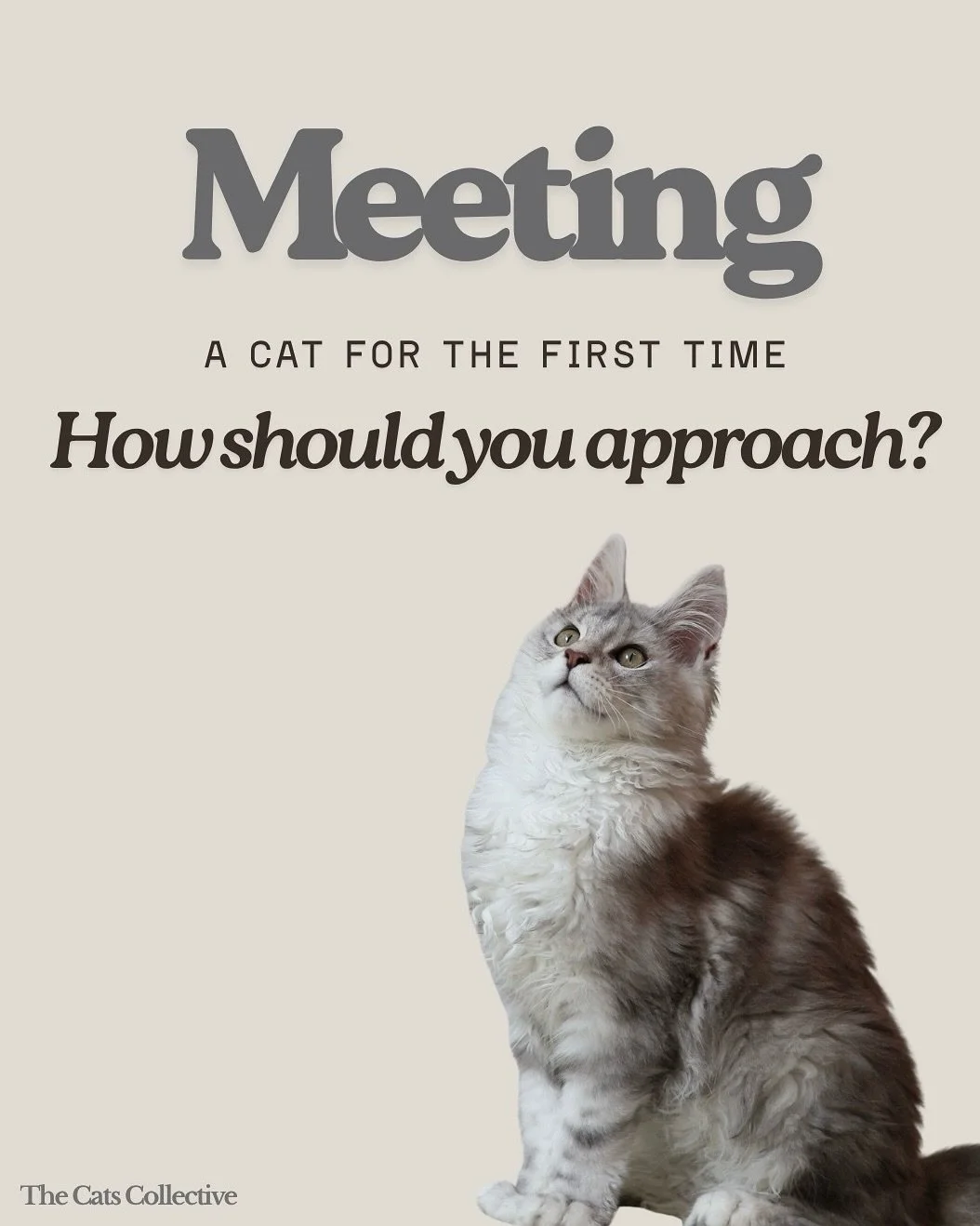 Sometimes it&rsquo;s not about cats being aloof with people, it&rsquo;s about approaching them right and once they trust you, their affection is truly deserved. 💕

#catbehavior #dosanddonts #thecatscollective 

AVS License: AS25D00018