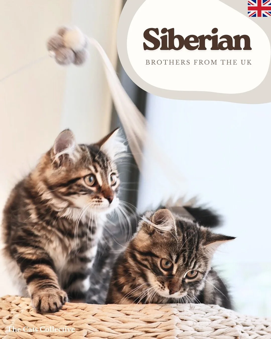 🚨Be ready to fall in love! Our precious Siberian boys, Andrei &amp; Alexei, are looking for their forever home.

Affectionate, cuddly, intelligent and extremely sociable, these charming brothers love to explore, play, and snuggle together.

Their cl