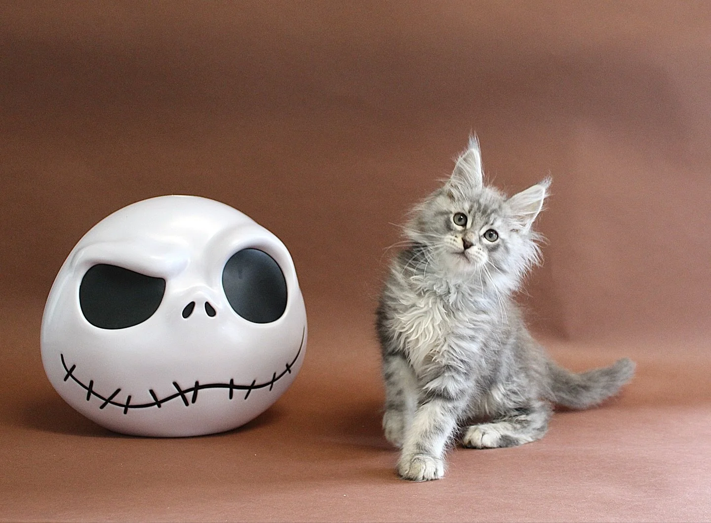 Say hello to Luceris, our upcoming Blue Silver Tabby Maine Coon boy who&rsquo;s showing off his beautiful soft coat and stripes. 👻 

He will be landing in mid-November with his brothers from New Zealand. ✈️ 

Reservations are now open for this charm