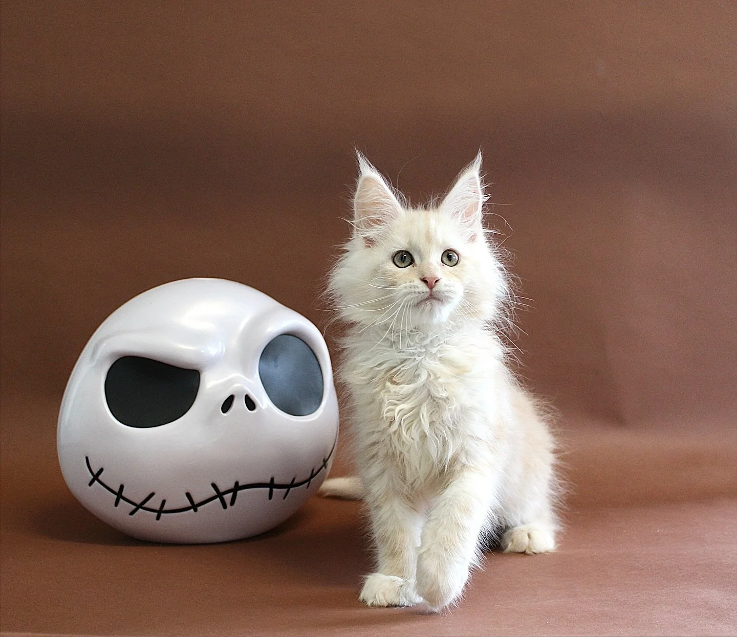 Get ready to meet Clifford, our upcoming gentle giant! 🐈

This stunning Red Silver Smoke Maine Coon boy boasts an impressive size and incredibly soft coat. He is set to join us in mid-November with his brothers from New Zealand. ✈️ 

Reservations ar