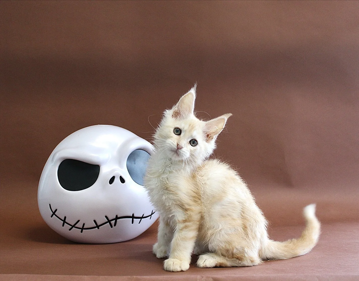 Spooky paws alert! 🎃 

Saffron, our upcoming Red Silver Smoke Maine Coon boy, is Polydactyl with extra toe beans to love! 🐾 He&rsquo;s already practising his Halloween poses and rocking his ginger coat.

He will be flying in from New Zealand with h