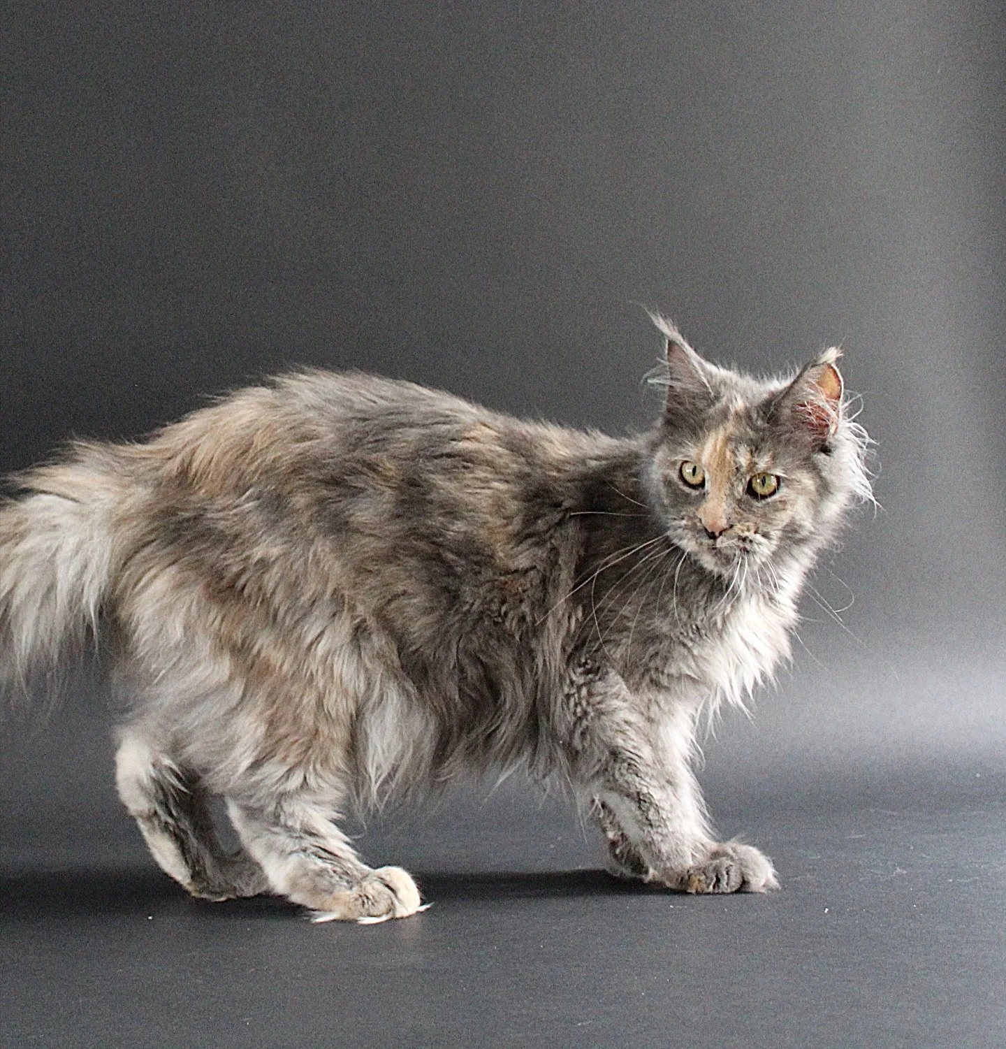 Meet the proud parents of our upcoming Maine Coon trio arriving in November! Mum's adorable goofiness pairs perfectly with Dad's majestic charm. 👑

AVS License: AS25D00018 | AS25J00046

#mainecoon #mainecooncat #proudparents #sgcats #pedigreecats #t