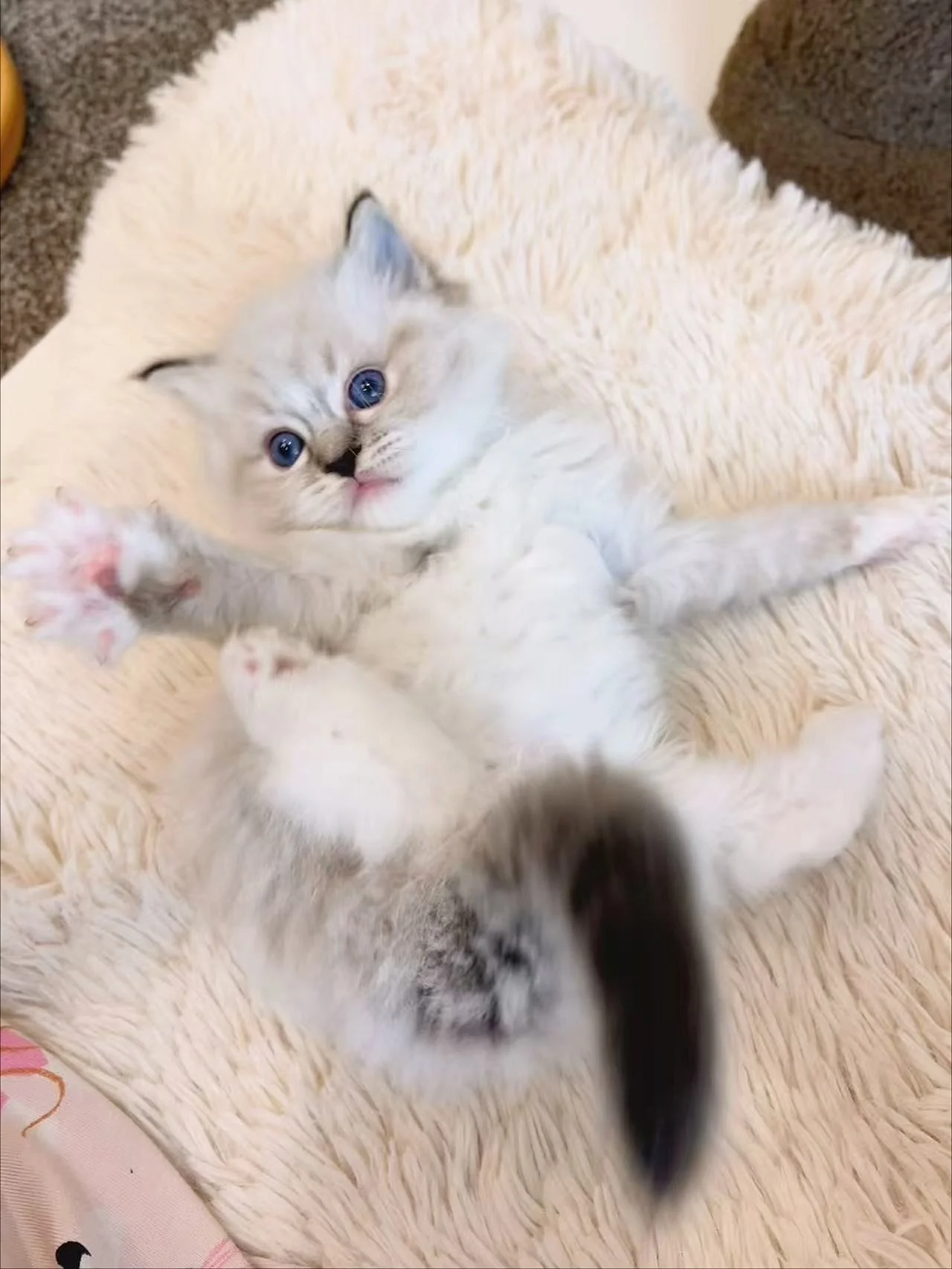 Who's excited for some adorable Ragdolls? 🙋🏻&zwj;♀️ 

Our breeder has been sending us these precious snaps over the past months. The kittens are having a blast on the cat-wheel! Can't wait to meet them in 1 month&rsquo;s time ✨

AVS License: AS25D0