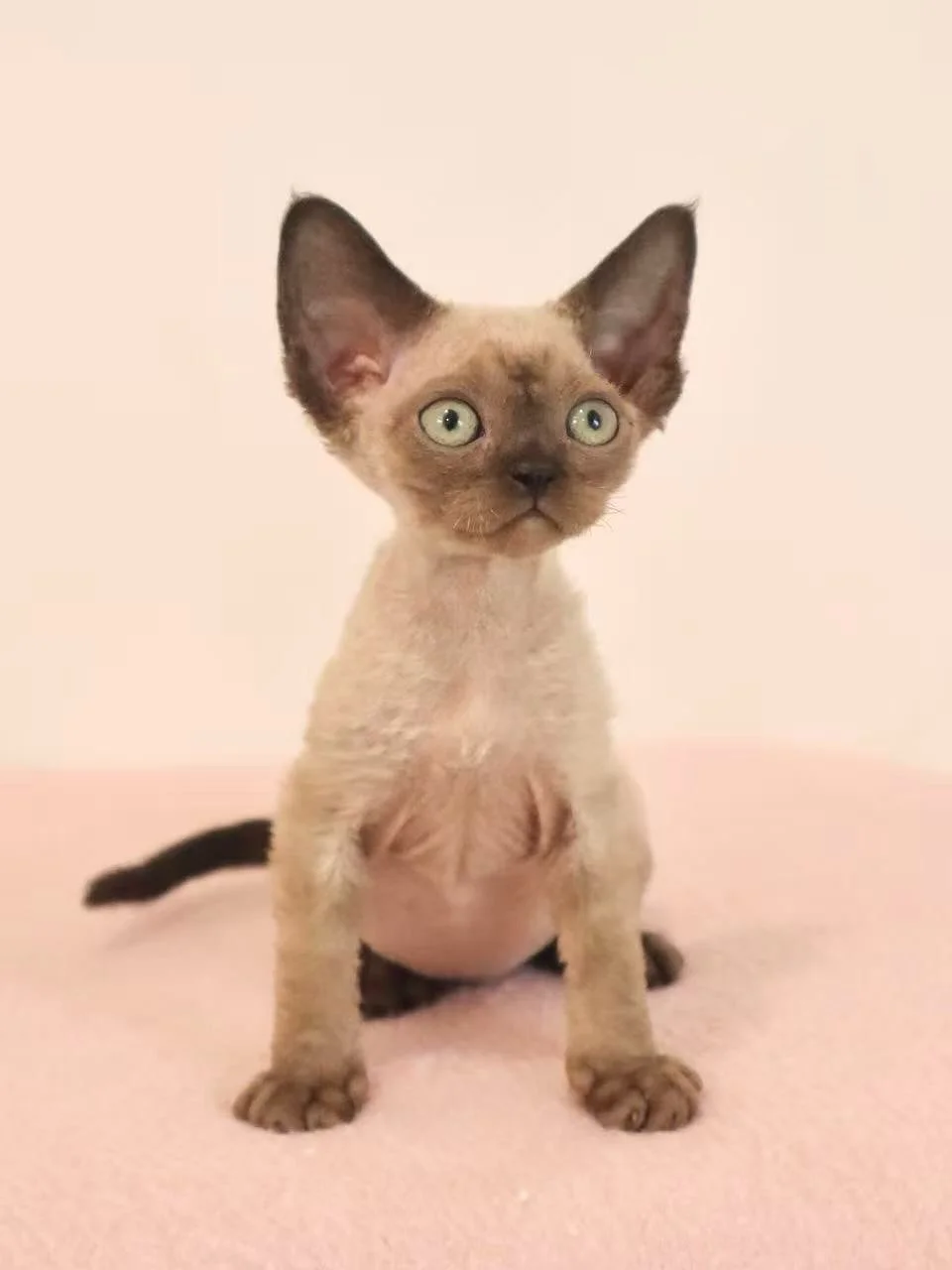 Devon Rex cuties incoming! 😻

Three boys will be joining us next month. Be ready to have your hearts captured by their quirkiness and bubbly personalities!

DM us to make early reservations! ✨

AVS License: AS25D00018 | AS25J00046

#devonrex #devonr