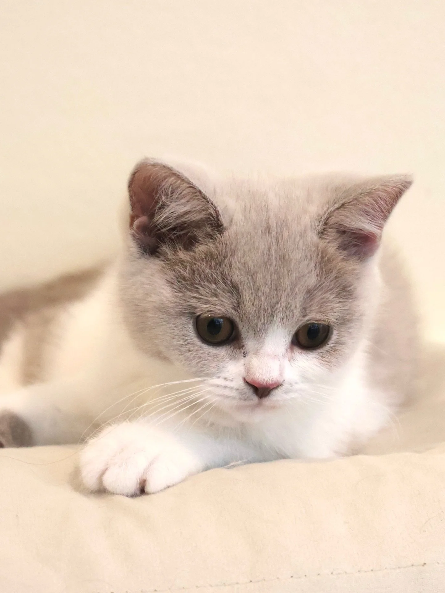Reserved 💞

Our lovely Belle, the stunning Lilac Bicolour British Shorthair, has found her forever home. This sweetheart lives up to her name with a super affectionate nature, always eager for cuddles. 🥰

AVS License: AS25D00018 | AS25J00046

#brit