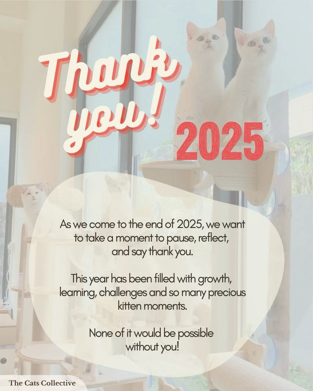 As 2025 draws to a close, we'd like to extend our heartfelt gratitude to our wonderful pawrents and supportive community for their unwavering support throughout the year.

Whether through likes, shares, visits to our cattery, or entrusting us with yo