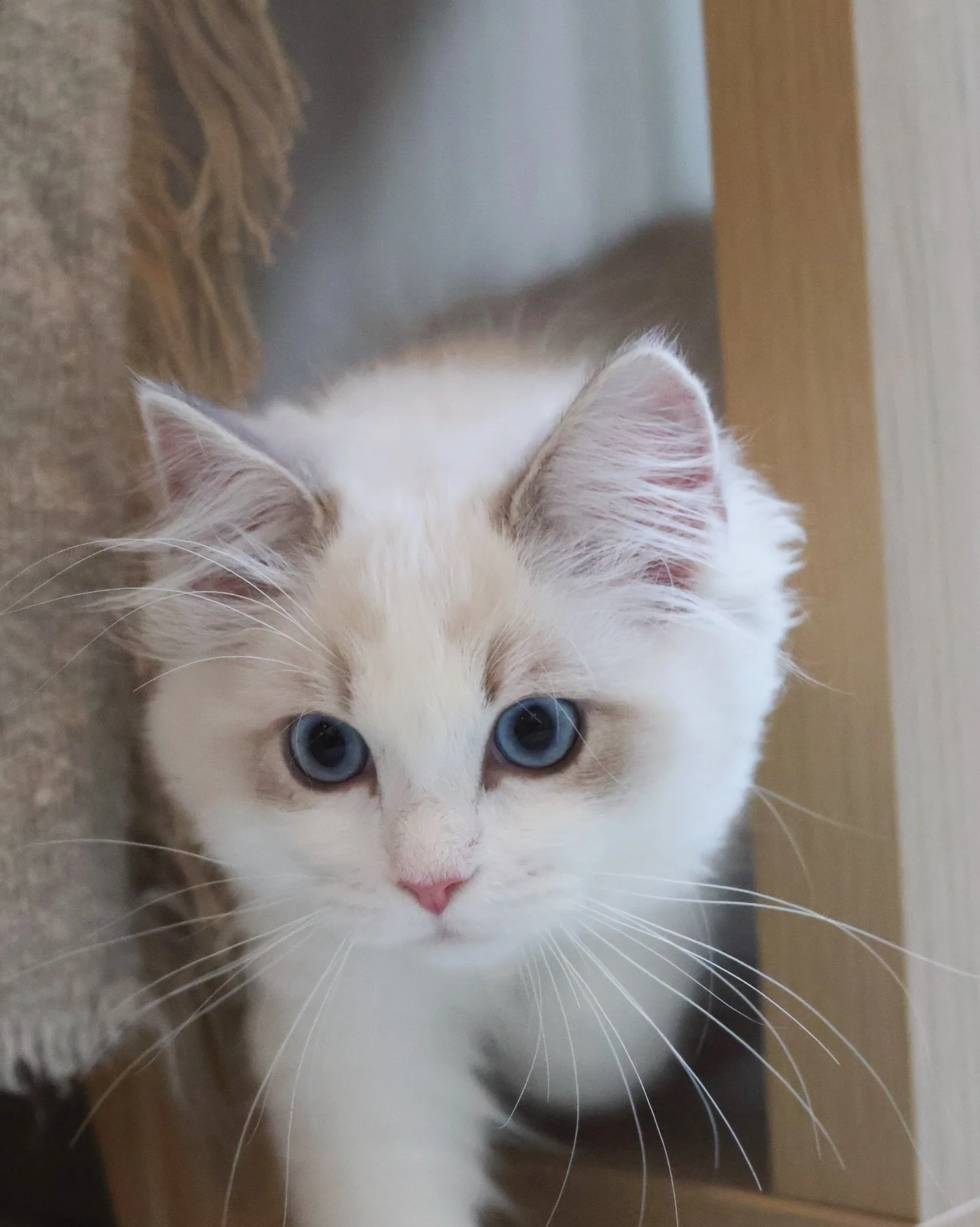 Reserved 🎀

Poppy, our lovely Blue Lynx Bicolour Ragdoll girl, has found her home! Her sparkly bright blue eyes are truly so captivating 👀✨

AVS License: AS25D00018 | AS25J00046

#ragdoll #ragdollkitten #bluelynxbicolour #ragdolls #sgcattery
