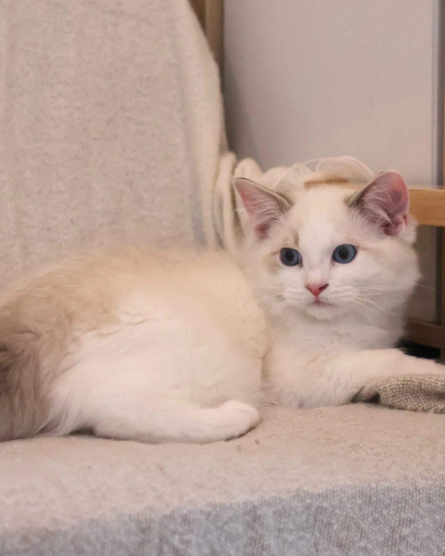 Found Loving Home 🏡

Our adorable Seal Lynx Bicolour Ragdoll boy, Rowan, has found his family and left for his furever home today! He loves being carried and cuddled, often falling asleep in no time 😴

AVS License: AS25D00018 | AS25J00046 

#ragdol