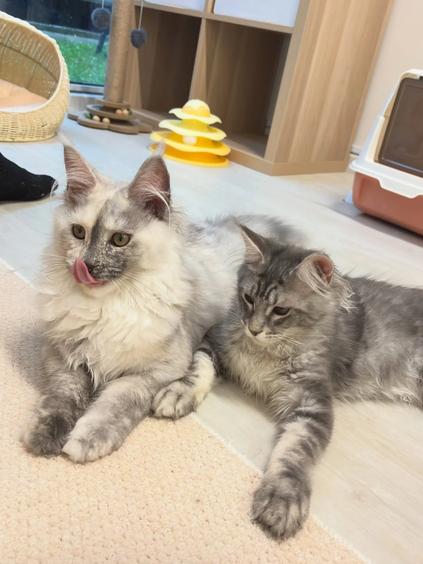 Saying goodbye to this Maine Coon duo today is bittersweet, but we&rsquo;re extremely excited for their new lives together! 🏡 

👧🏻 Silvermoon: Baby girl has been with us for quite a while, as she grew from a little cutiepie to a poised young lady 