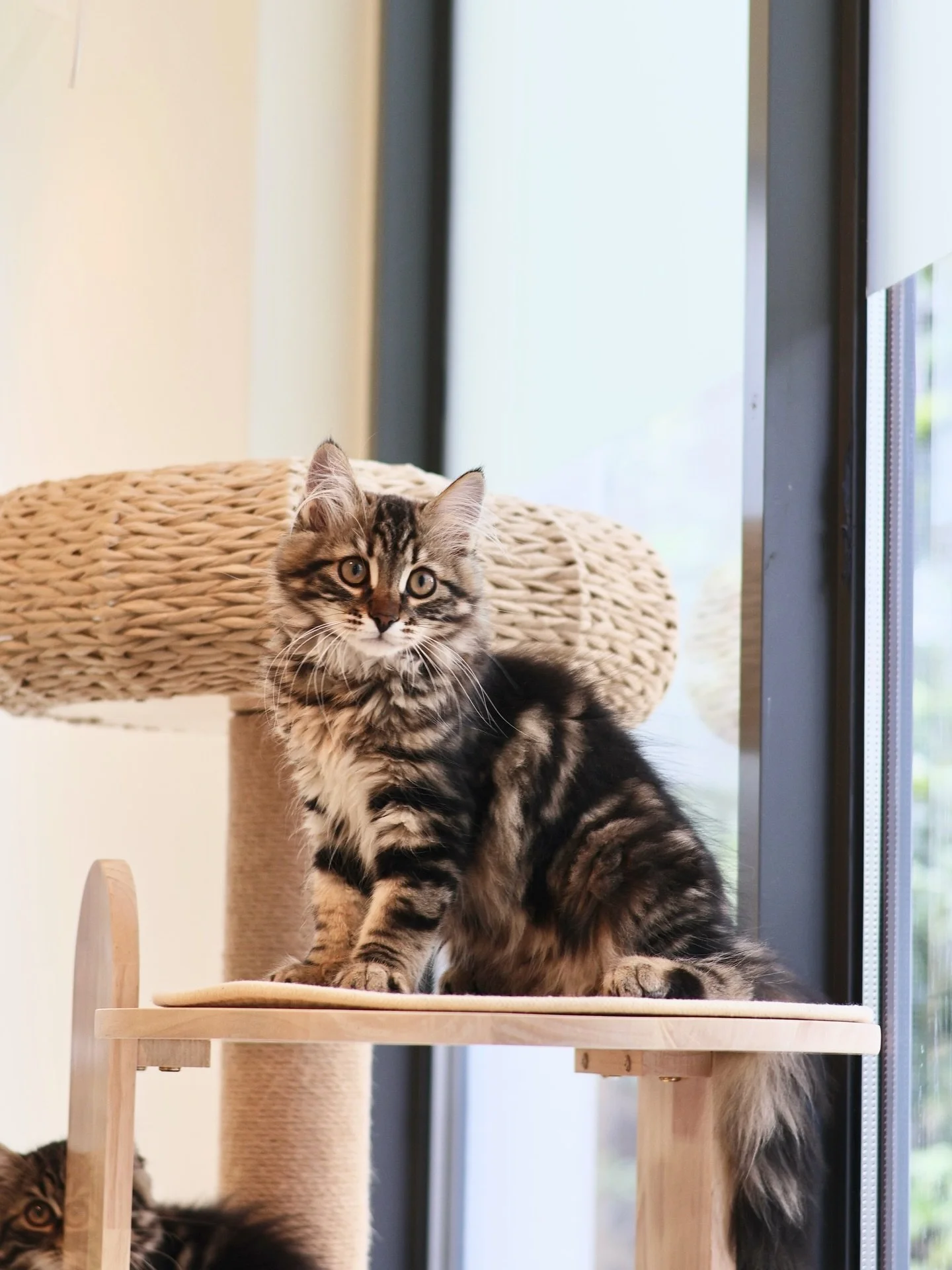 Alexei, our majestic Traditional Brown Tabby Siberian boy, found his purrfect home 🤎 

He loves lounging around, sleeping in adorable poses, and being the King of Belly-Up 🙃. With a perfect blend of chill and playfulness, Alexei radiates calm energ