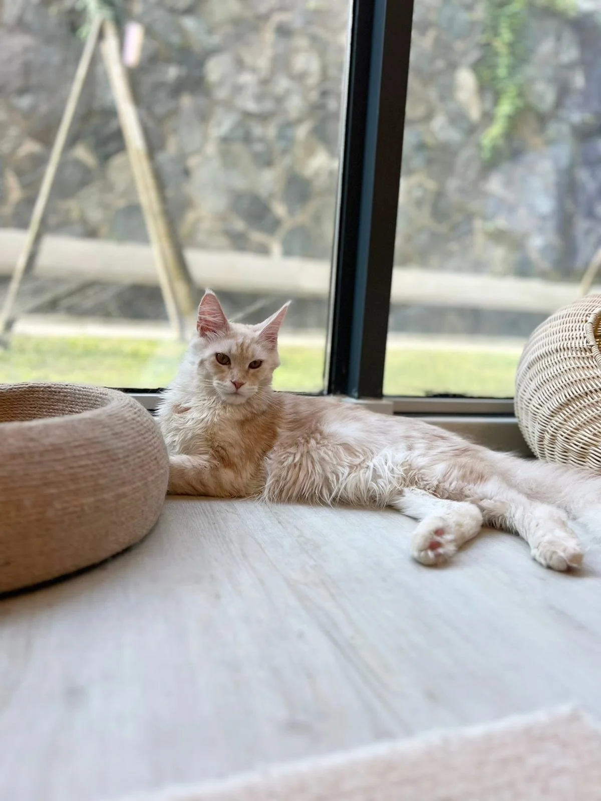 Today, we sent Clifford, the last of our Maine Coon litter, to his forever home. Swipe through for some of his sweetest moments with us and his first looks in his new home! 🏡 

As always, it was a bittersweet moment. Clifford stayed with us a little