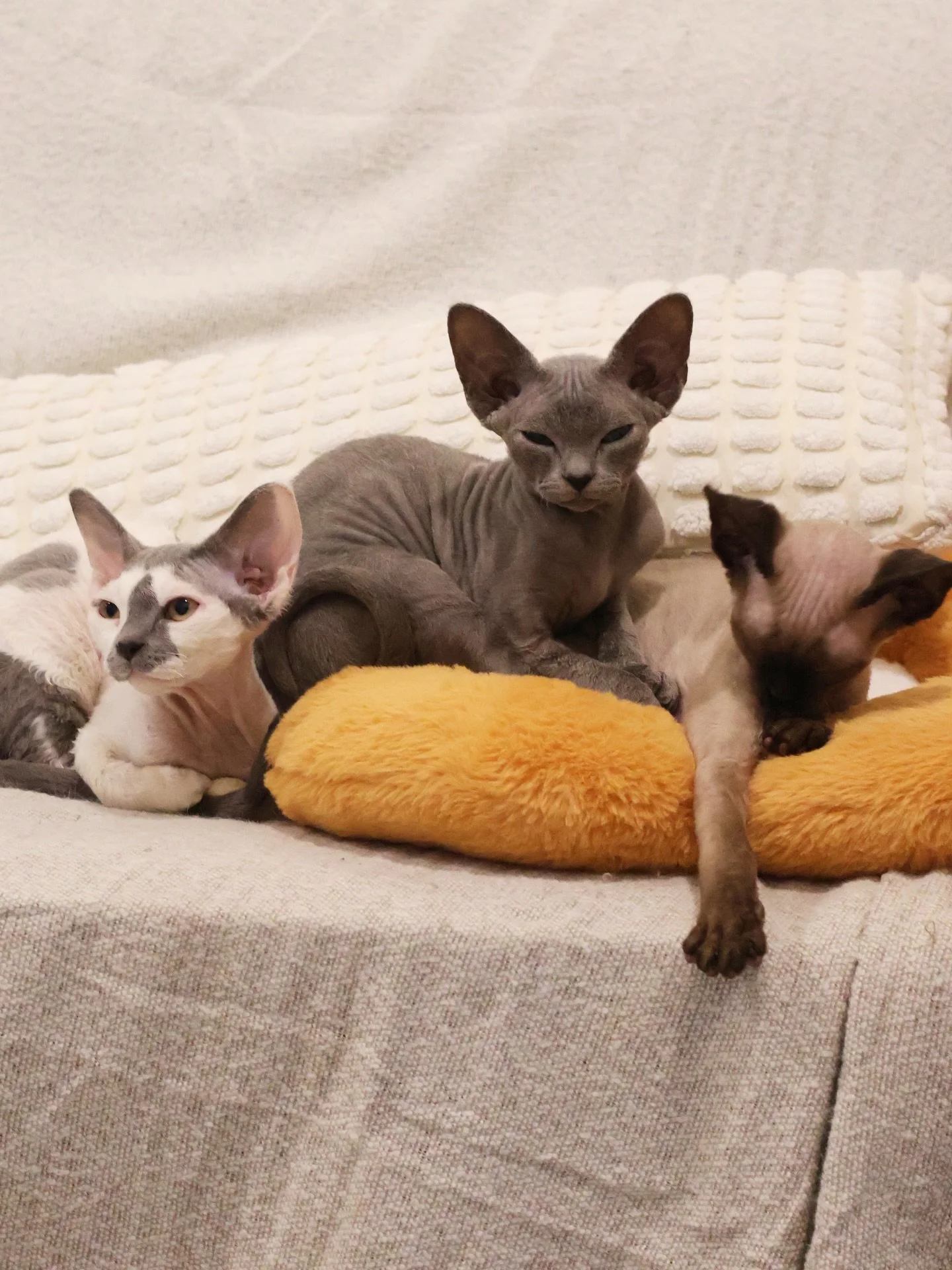 It has been a hectic couple of weeks for us, settling in the new kittens and sending the kittens to their new families. 

Looking back at these candid moments, we&rsquo;re incredibly thankful for the overwhelming love and support - all of our Devon R