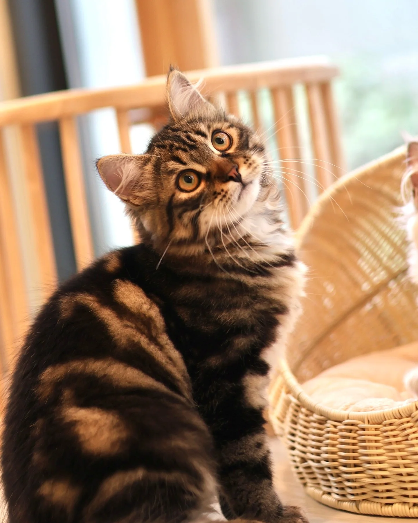 Reserved 🤎

Andrei, our traditional Siberian boy, has found his forever home! 🥳 

We&rsquo;ve had the joy of watching him grow from a tiny, soft fluff ball into the majestic, confident and handsome boy he is today (with the most luxurious and stunn