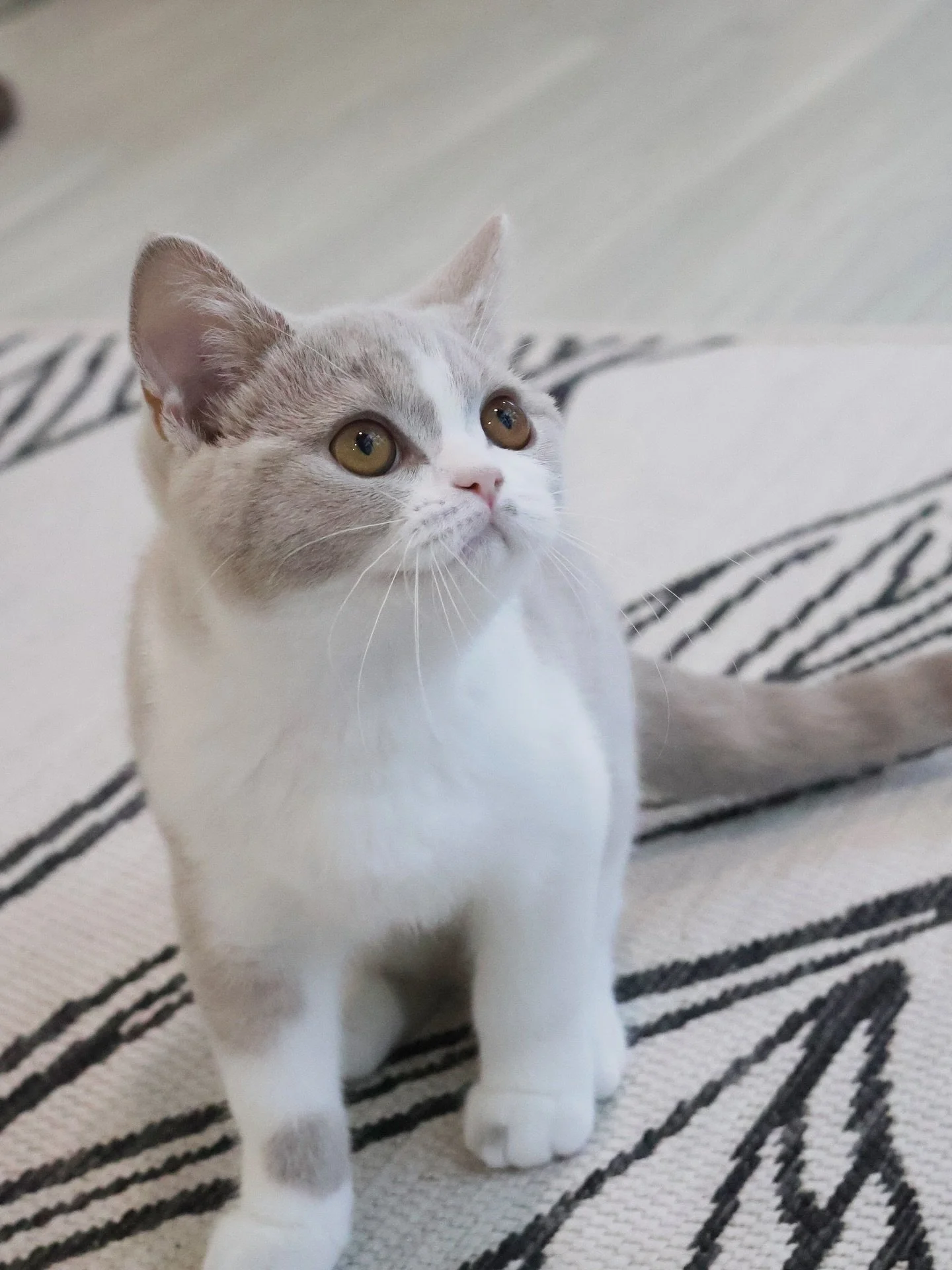 Reserved 💟

Aurora, our Lilac Bicolour British Shorthair princess has officially found her forever family! 

When she first came to us, she was our shy little soul - always observing from a safe corner, taking her time to trust the world around her.