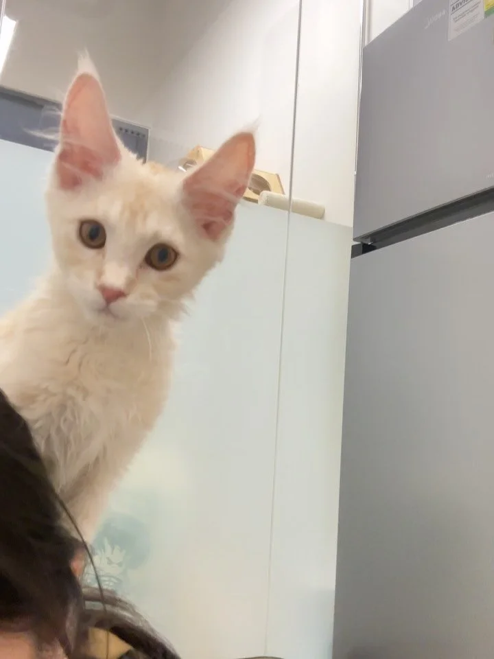 Our first Maine Coon boy from this litter has left for his forever home! 🧡🏡

Aurelius, our Red Silver Smoke baby, is just the sweetest little soul. He&rsquo;s the type of kitten who walks straight into laps, up onto shoulders, climbing onto backs j