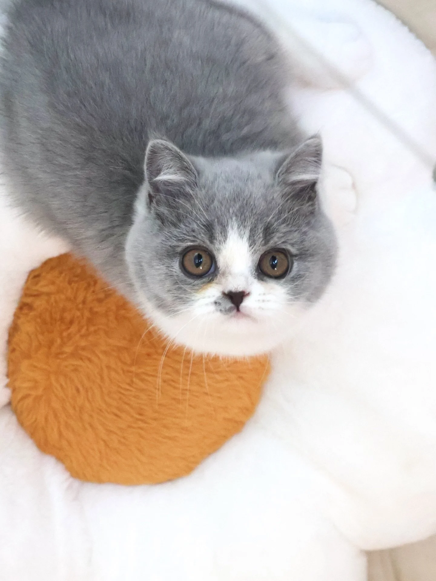 Found Loving Home 💙

Today&rsquo;s the day Comet, our lively Blue Bicolour British Shorthair, heads to his forever home! His bubbly nature won over his new family, who renamed him Dash after seeing him dash around during their visit 😂.

Dash has a 