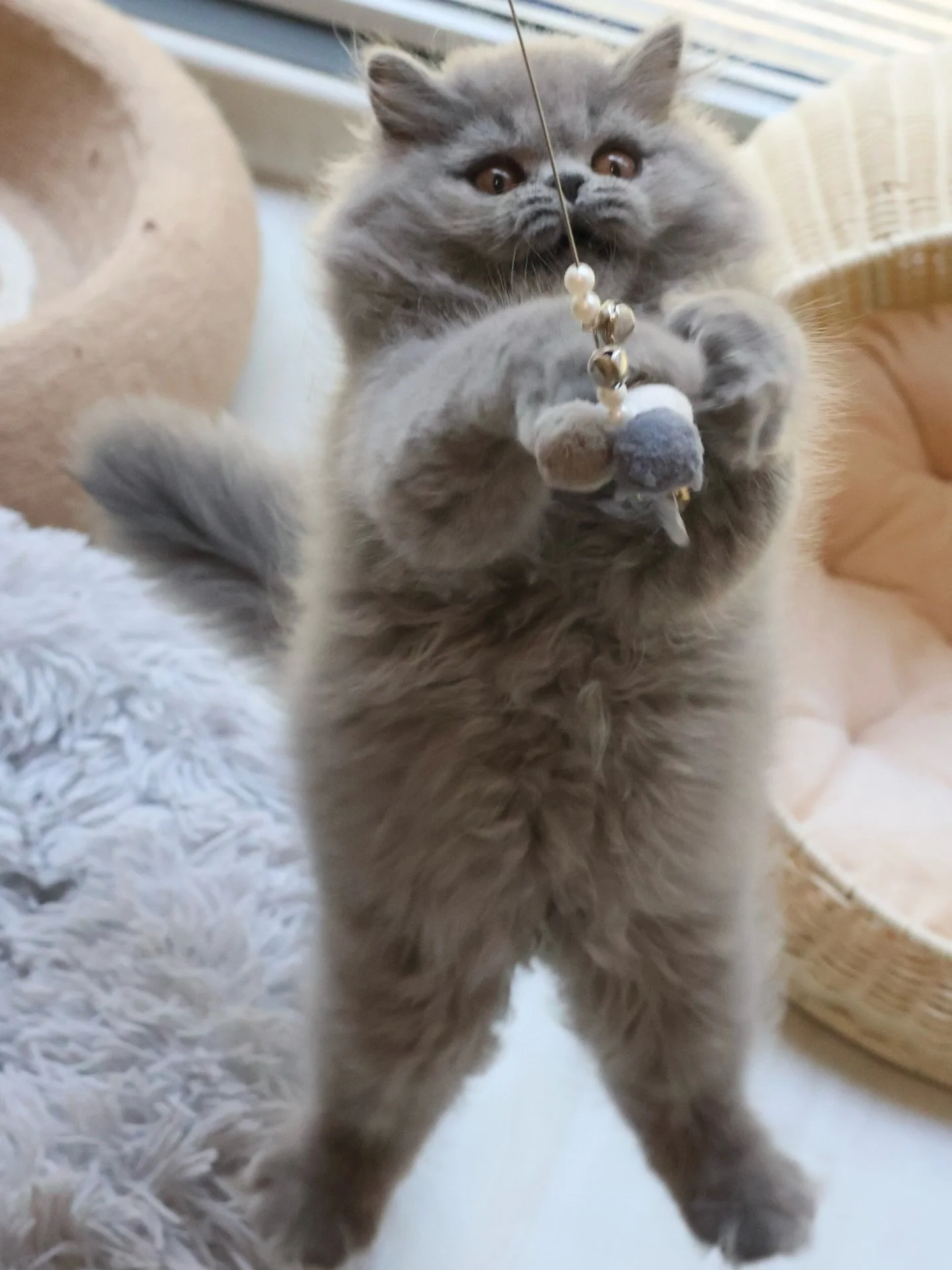 💙 Reserved

Cosmo, our only Solid Blue British Longhair, has found his forever family! He gets to hang out with us a bit longer until his pawrents cat-proof their home.

This energetic boy loves to pounce on toys and fly through the air - literally!