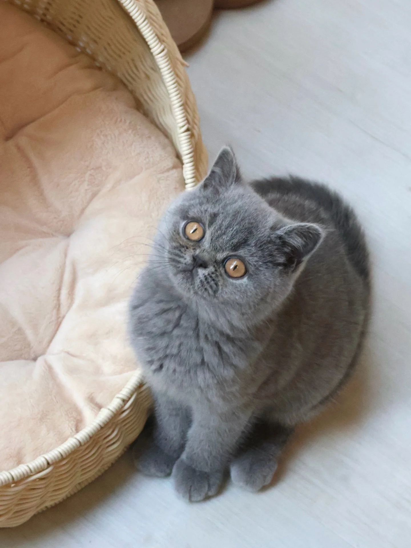 Found Loving Home 🩵

A few days ago, Lumi, our sweet Blue British Shorthair girl found her forever home, and the best part? She&rsquo;s officially reunited with her brother, Cosmo! Watching them cuddle, nap, and play together again is everything we 