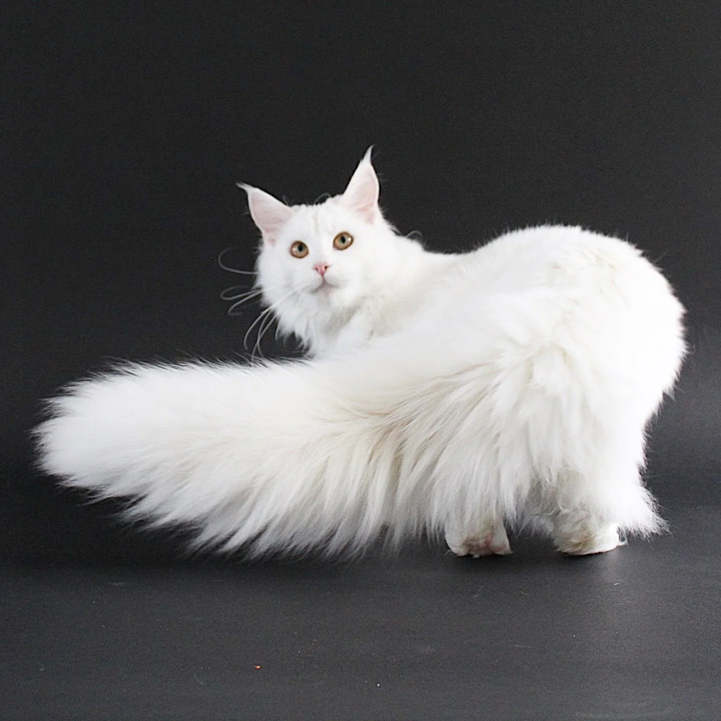 Like mother, like son! 🤍 Could you tell them apart? 

Boreas really is his mother&rsquo;s twin - he inherited that same long, luxurious white coat and effortless majestic look. It&rsquo;s so fun to imagine him all grown up; we think he&rsquo;s going