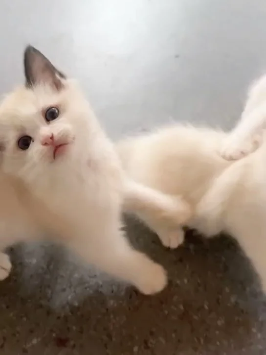Spring babies incoming! 🌷 

We have a litter of 3 adorable Ragdoll kittens arriving in early April. Here&rsquo;s a sneak peek of them enjoying their playtime. 🧸

☁️ Seal Bicolour Boy
☁️ Blue Bicolour Lynx Boy
☁️ Seal Bicolour Lynx Girl

DM us to re