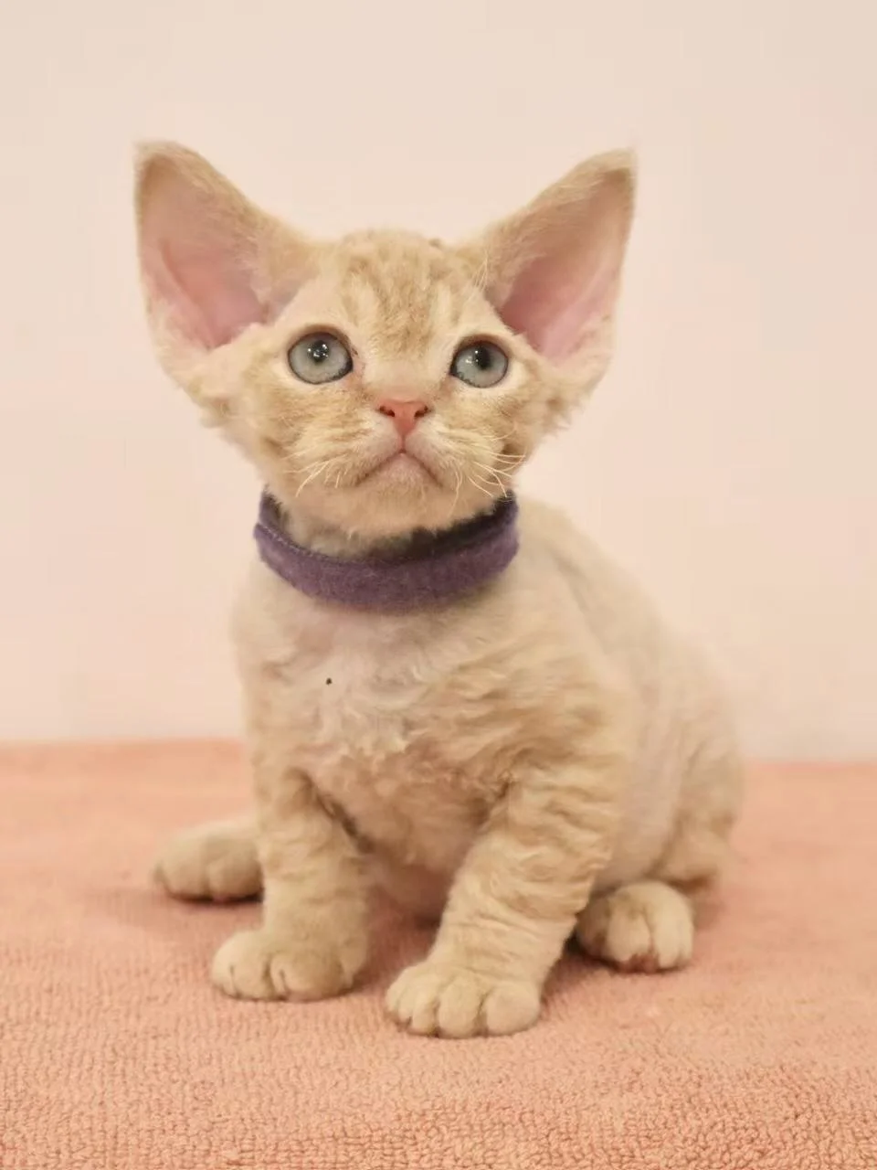 Since our last litter, many of you have been asking when the next Devon Rex babies would arrive. Well, we have some wonderful news: 3 sweet boys will be joining us this April! ✨

First up, meet Rupert. He&rsquo;s a Cream Tabby boy with the most soulf