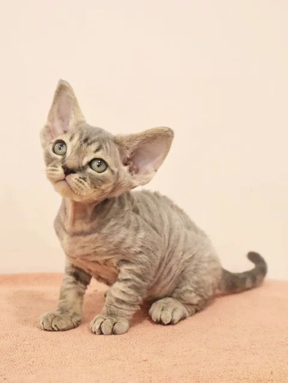 And last, but certainly not least, meet our handsome Blue Tabby boy, Max! 🩵

His cool, slate-grey coat is going to be absolutely spectacular as his stripes develop. 

Don&rsquo;t miss out this time - DM us for details to find out more about early re