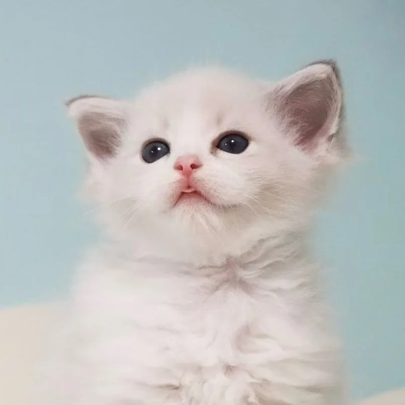 This is Aster, our adorable Blue Bicolour Lynx boy who is already a pro at posing for the 📸😉

Aster and his siblings will be ready to meet potential families this April. DM us to register your interest or for more details on the litter! 

📞 8373 5