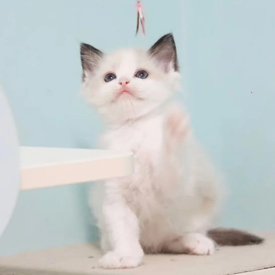 Linden, our Seal Bicolour Ragdoll boy 🤎

He will be ready to meet potential families this April, together with his siblings. DM us to register your interest or for more details on the litter!

📞 8373 5378
🪪 AVS License: AS25D00018 | AS25J00046

#r