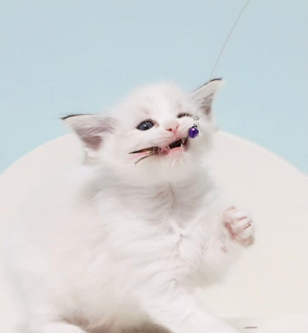 Meet Olive. 🫒 This little Seal Bicolour Lynx beauty is currently busy growing and playing with her siblings, but she&rsquo;ll be ready for visitors starting in April.

DM us to find out more and schedule your playdates when these babies arrive! 

📞