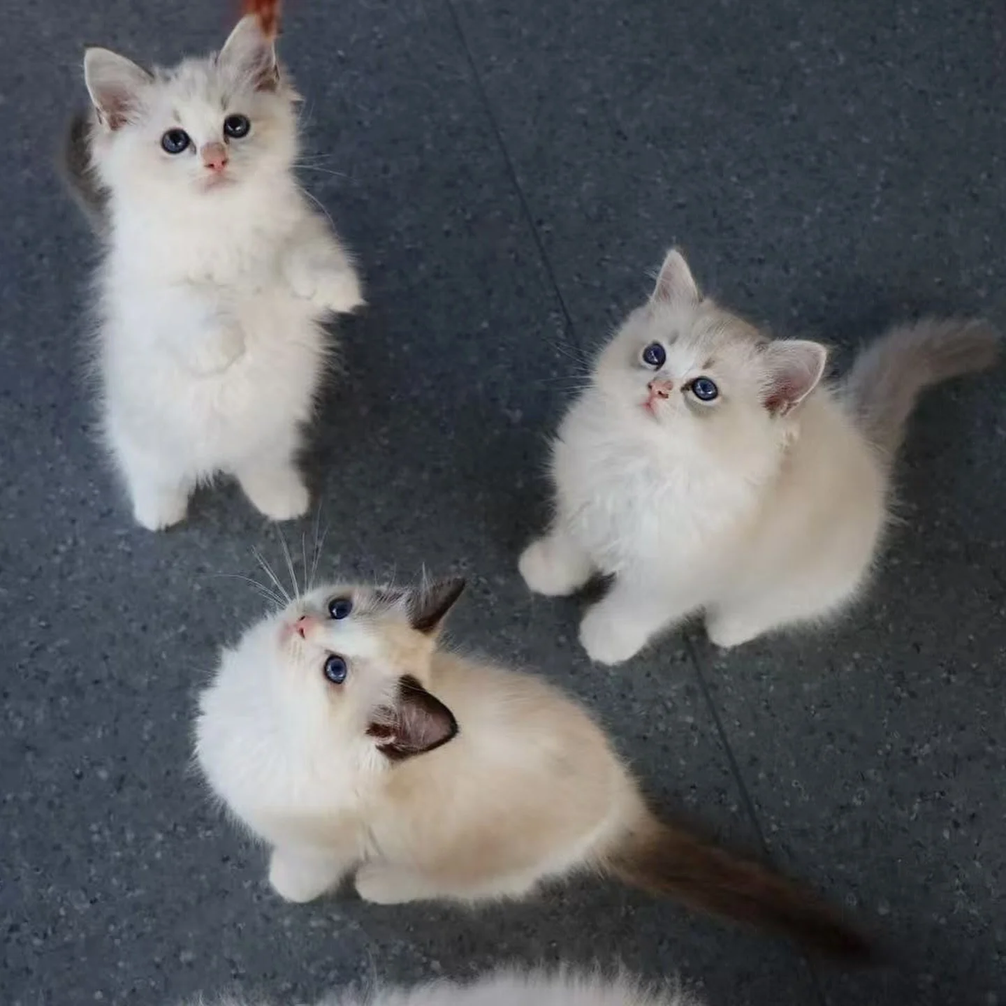 Some group shots of the Bicolour Ragdoll kittens that will be joining us soon! ☁️🧸

AVS License: AS25D00018 | AS25J00046

#ragdoll #ragdollkitten #bicolourragdoll #sealbicolour #bluebicolour