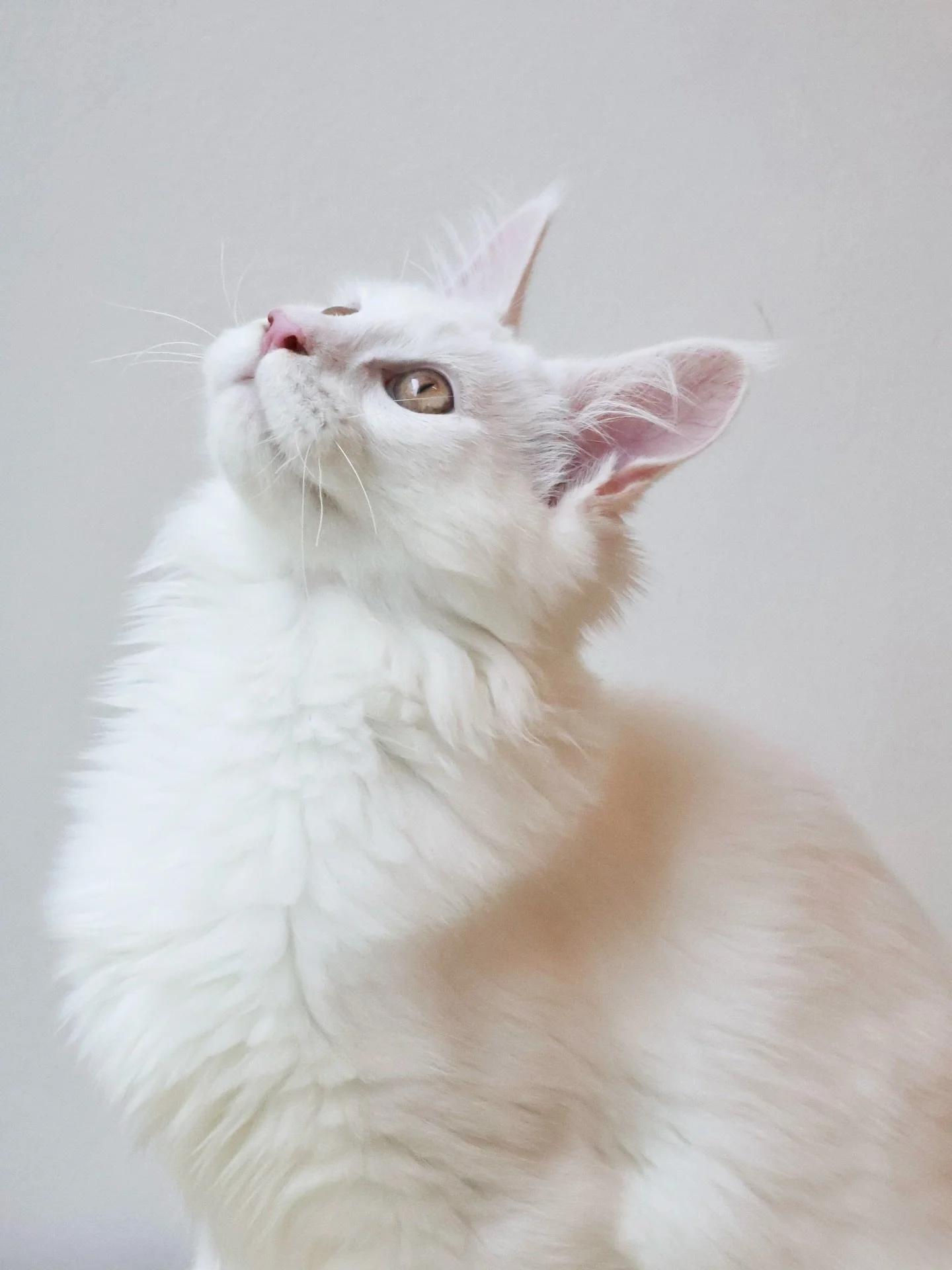 Found Loving Home 🤍

Our hearts are full tonight as we say a happy goodbye to Boreas. After patiently waiting for the perfect match, he has finally headed off to his forever home! 🏡 

We&rsquo;re going to miss our little &lsquo;puppy-cat&rsquo; - f