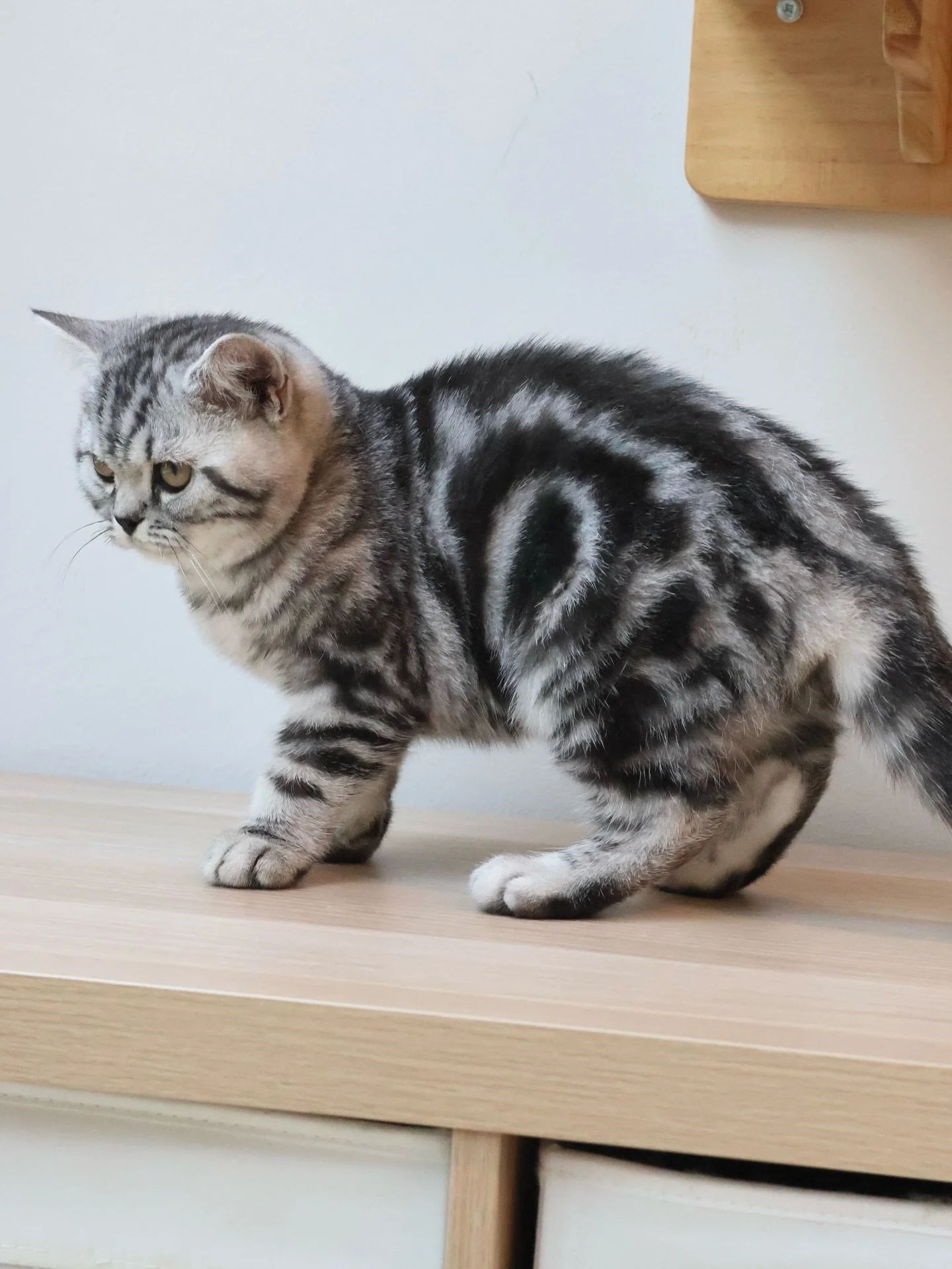 Reserved 🌿

Ivy has had a big day! Our superbly confident Black Silver Tabby girl found her pawrents today, and we couldn&rsquo;t be happier for her. 

She&rsquo;s a busy and active girl - if she isn&rsquo;t climbing into a lap for some cuddles, she