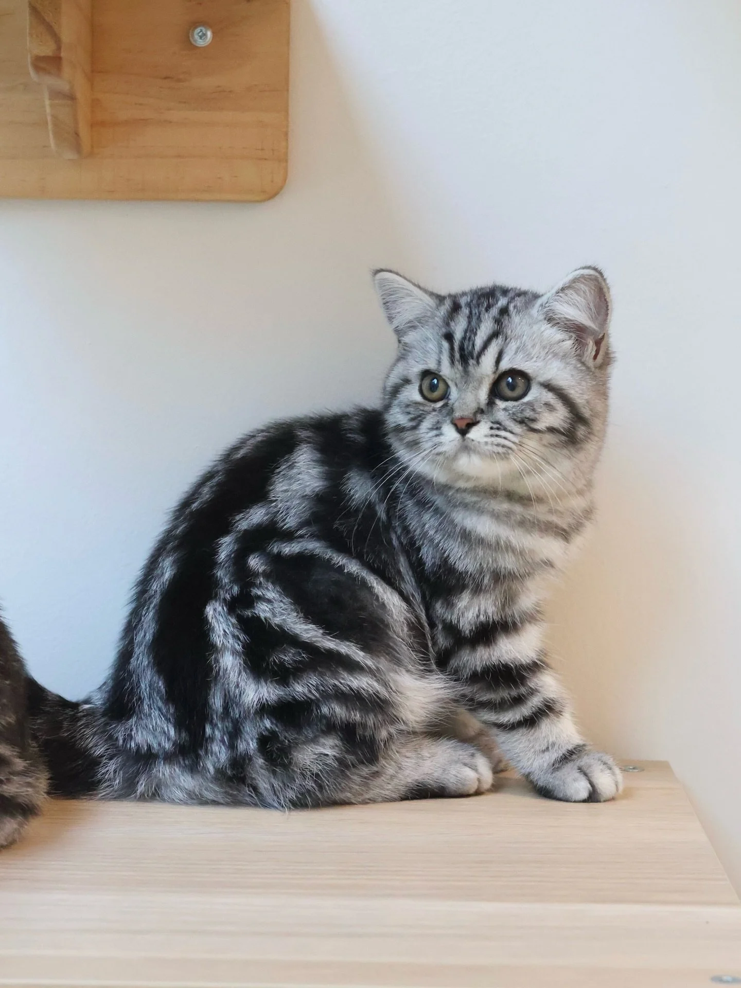 Reserved 🌿

Basil's found his family today! He's blossoming and playing like never before. We're so happy for this sweet little boy and looking forward to seeing him grow and live his best life with his new sibling in his new home. 🫶🏻 

Thank you 