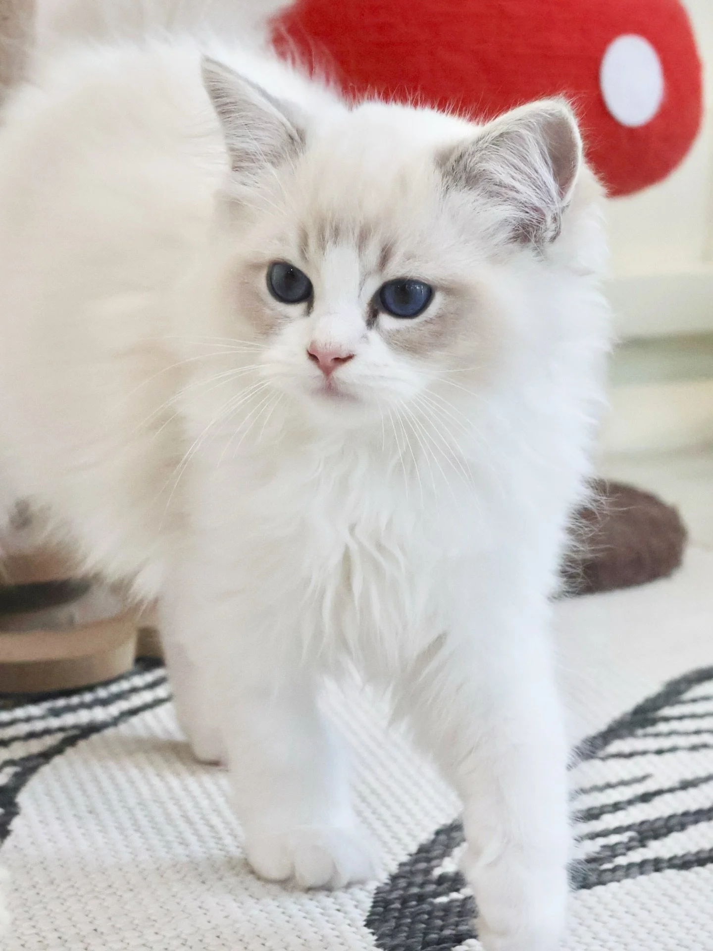 Our hearts are very full today. All of our Ragdoll kittens have found their homes! ⛅️ 

There&rsquo;s nothing quite like the feeling of knowing each of our babies is going to a home where they&rsquo;ll be the center of someone&rsquo;s world. We&rsquo