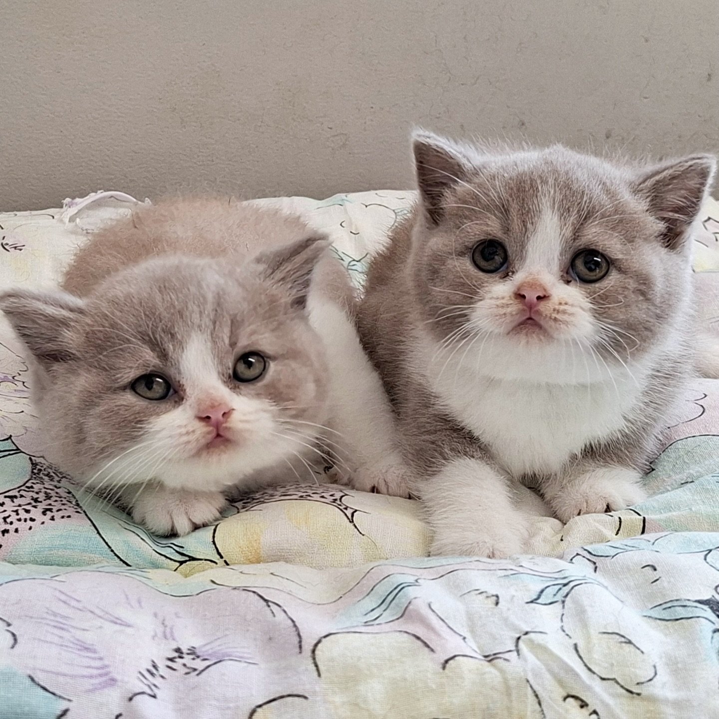 We&rsquo;re excited to share that three Bicolour British Shorthair kittens will be joining us later this month! 🙌🏻

If you loved our previous Bicolours, you&rsquo;ll definitely recognise some familiar features - these little ones share the same han