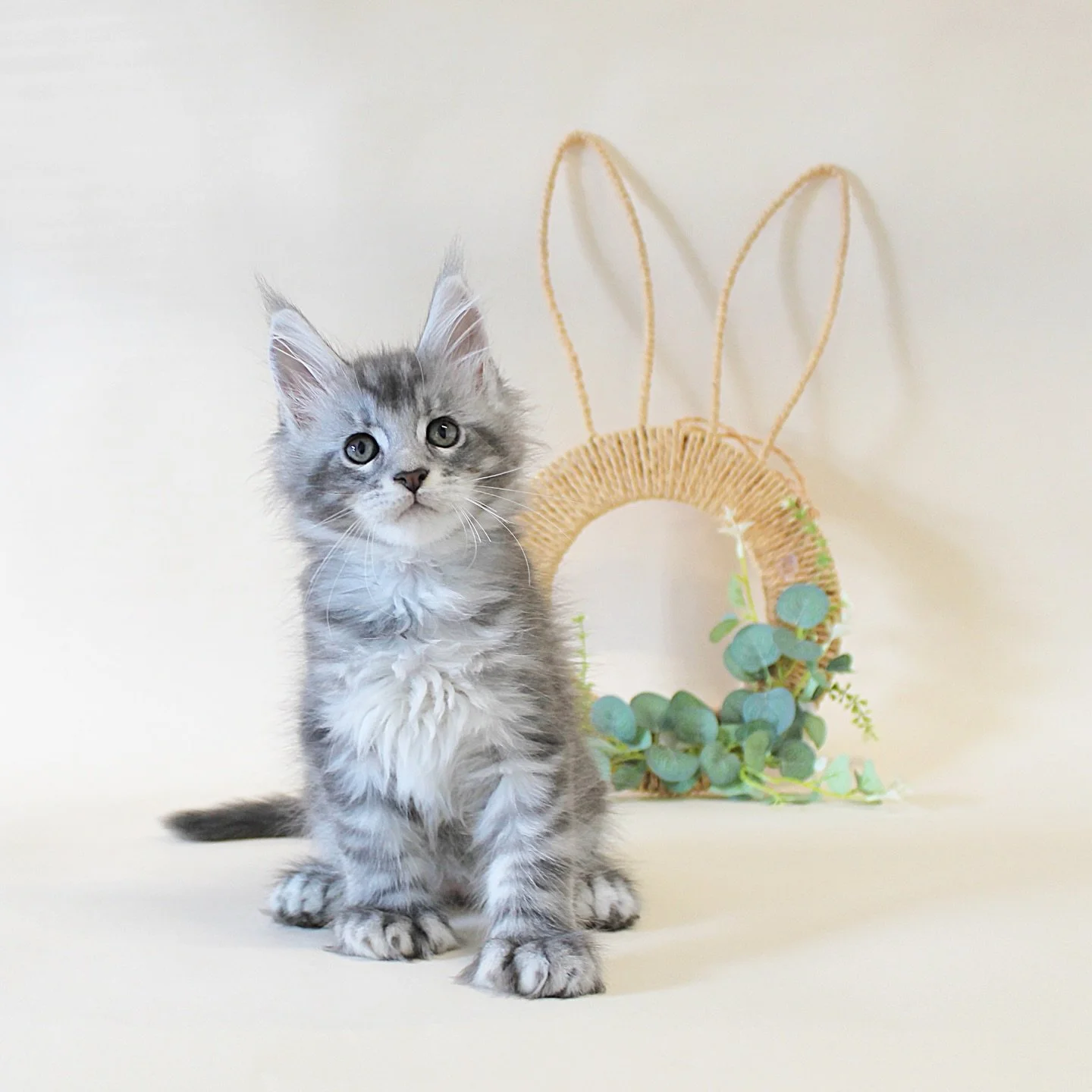 We&rsquo;ll be welcoming two very special Maine Coon kittens, a dashing Black Silver Tabby boy and a gorgeous Black Smoke Polydactyl girl, to our cattery soon! 🐾

🩶 Rowan - Black Silver Tabby Boy
🖤 Willow - Black Smoke Polydactyl Girl

It&rsquo;s 