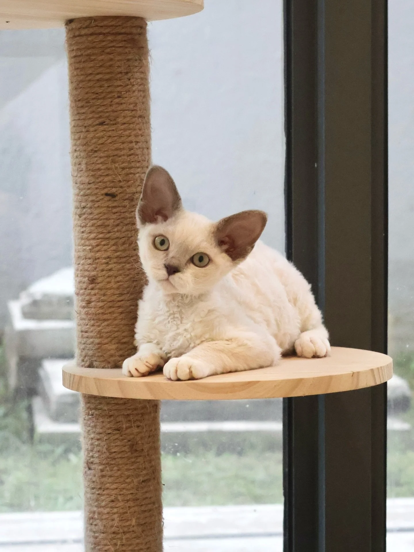 Found Loving Home 🐏

Otis (now Odin) has officially found his people (and his new favourite laptop to sleep on). He is a real cuddle bug - he lives for body contact and being carried like a baby.

We are so glad that he has joined a home where he ha