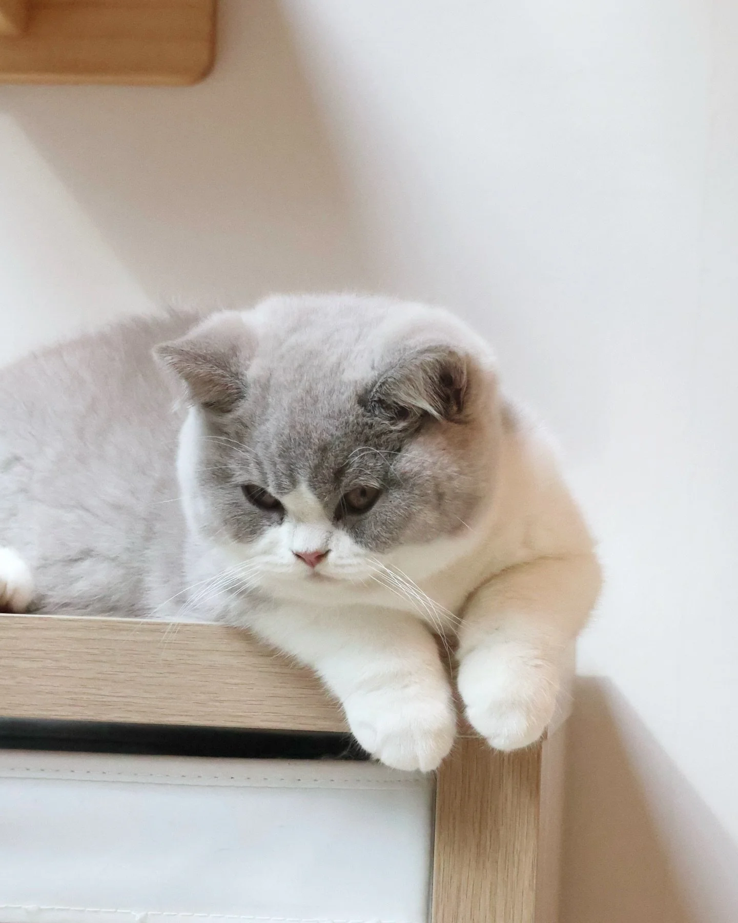 Meet our newly arrived Bicolour British Shorthair siblings!

🐻 Chai is leaning heavily into his &ldquo;chonky Lilac bear&rdquo; aesthetic. You can sometimes see his chubby cheeks covering part of his eyes!

🦋 Pekoe proves that Blue Bicolour girls a