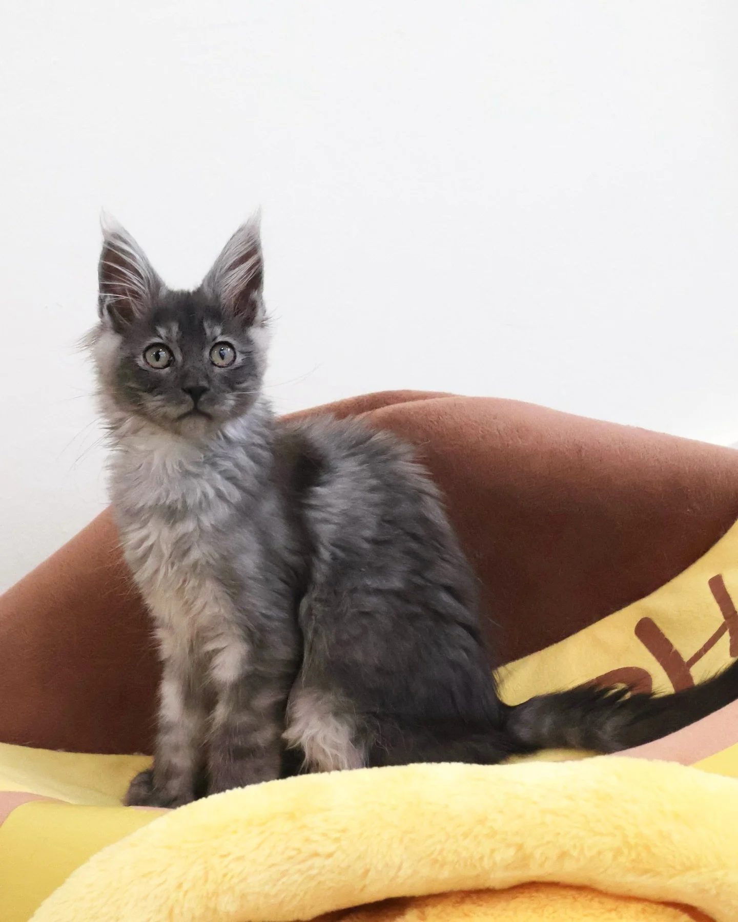 Willow is our newly arrived Black Smoke Polydactyl Maine Coon girl with a very cool set of mittens. 🐾 

With six toes per paw, she&rsquo;s our &ldquo;four-wheel drive&rdquo; girl, navigating playtime with some serious traction! Beyond the extra toes