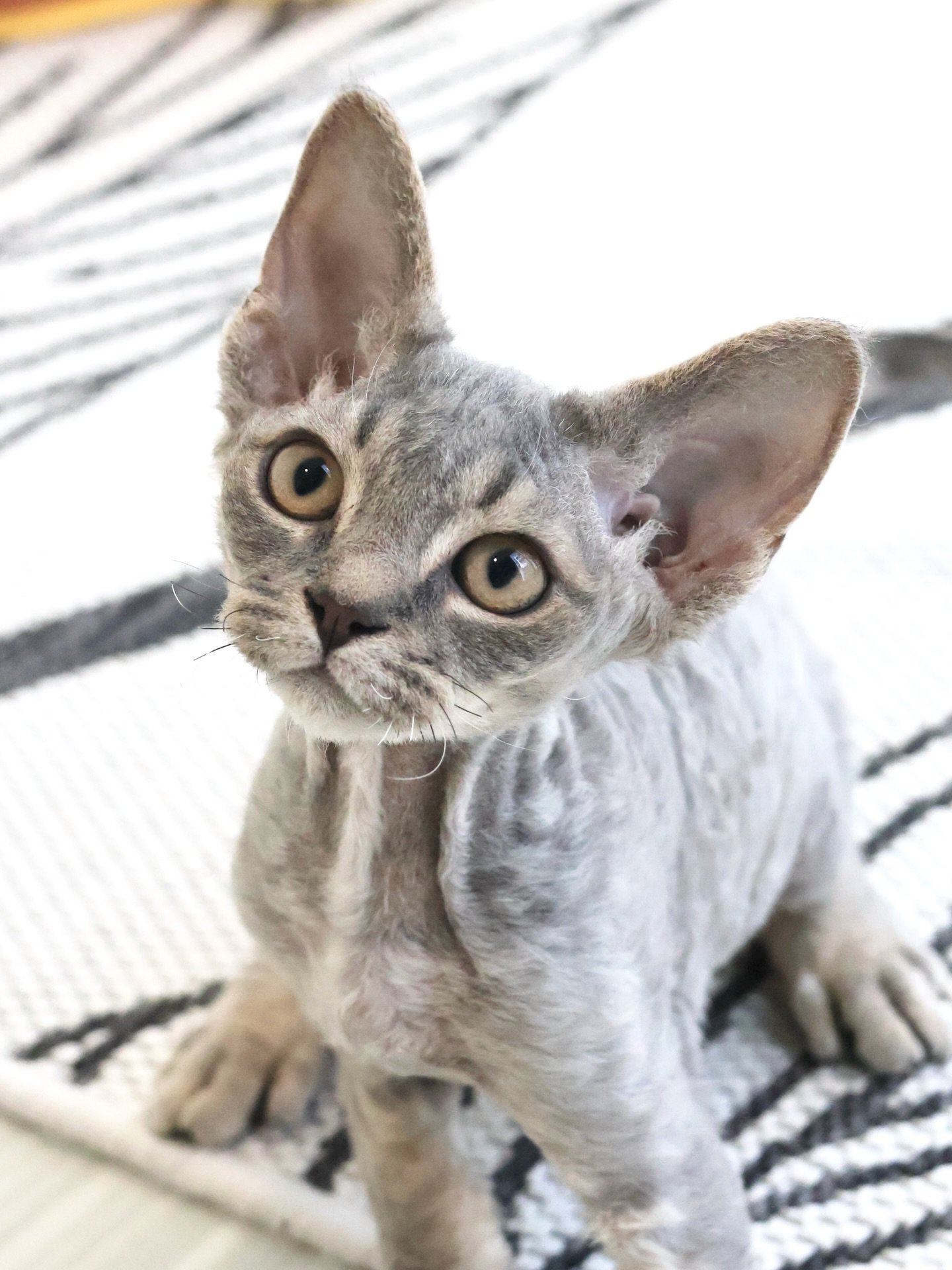 It&rsquo;s been a while since this Blue Tabby Devon Rex boy (Maxie > Chulo) headed off to his forever home, and we&rsquo;ve been missing his energy! 

He has that perfect mix of Devon Rex intelligence and that super-friendly tabby social energy. H