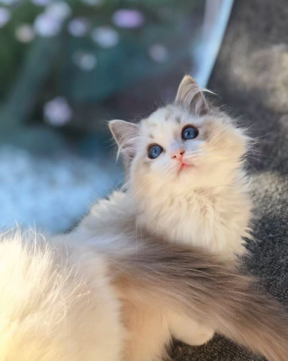 Our breeder just sent over the sweetest updates of the Ragdoll kittens soaking up some golden hour warmth.

These babies are catching the last rays of autumn sun before they fly to sunny Singapore in a few days&rsquo; time! 🍂☀️

Our private viewing 
